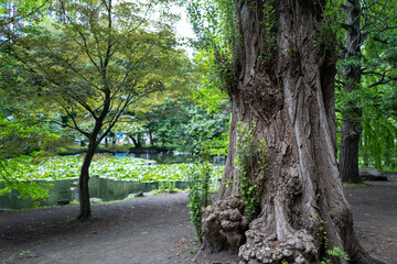 北海道札幌市周辺の風景 Scenery around Sapporo City, Hokkaido 