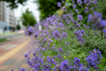 北海道札幌市周辺の風景 Scenery around Sapporo City, Hokkaido 