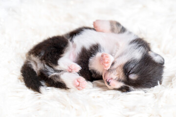 Trzykolorowy szczeniak rasy welsh pembroke corgi śpi na białym fiterku - obrazy, fototapety, plakaty