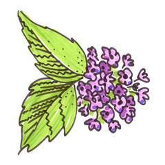 Set of floral elements in the style of line art wedding theme on a white background. Doodle and scribble. Bird cherry violet and purple Flowers and green two leafs