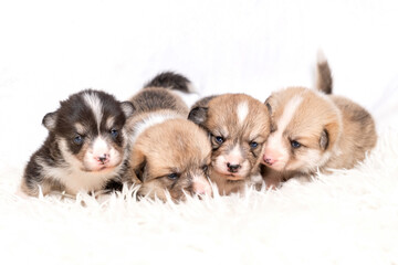 Cztery szczeniaki © nitka_zaplatana