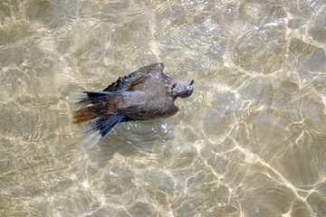 A dead pigeon floats in the waters of an urban pond.