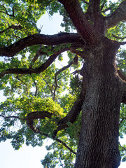 close view of oak tree in the French Riviera in summer