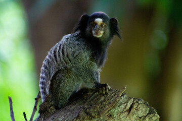 Sagui - Macaco 8