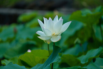 Close-up of a white lotus flower in full bloom. The background is green leaves. Sky is a sunny day. A view of the countryside. Yilan County, Taiwan, June 2021.