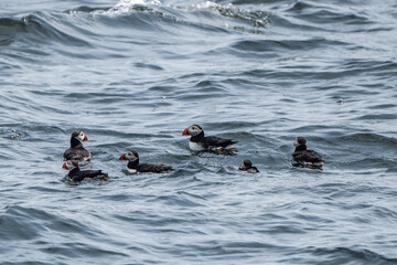 Group of Atlantic Puffins swimming near Eastern Egg Rock 