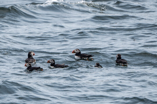 Group Of Atlantic Puffins Swimming Near Eastern Egg Rock 