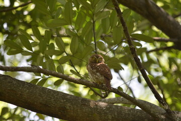 bird on a tree