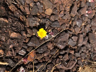 flor no minério 