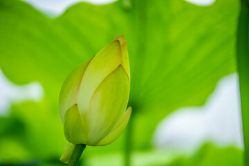 Obraz premium 森川花はす田