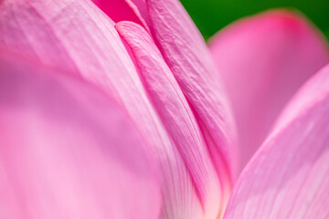 Naklejka premium 森川花はす田