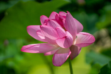 森川花はす田