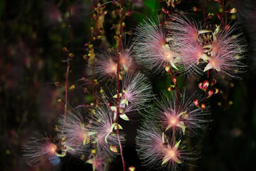 Barringtonia racemosa or powder puff tree flower at night.  Strings of flowers hang from the trees like fireworks. Yilan, Taiwan. June 2021.