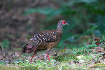 Female adult Svensson's Pheasant (Lophura swinhoii) Secretive, handsome endemic pheasant in the mountains of Taiwan. New Taipei City, Taiwan. 2021.
