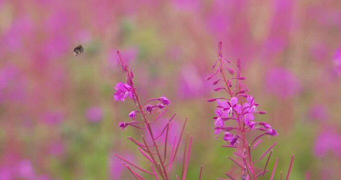 Bee pollinating Rosebay Willowherb pink wildflower