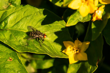 Horsefly fly sits on a green leaf basking in the sun