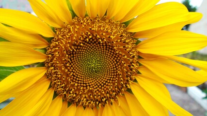 planta flor girassol - helianthus annuus 