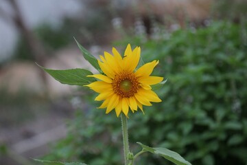 planta flor girassol - helianthus annuus 