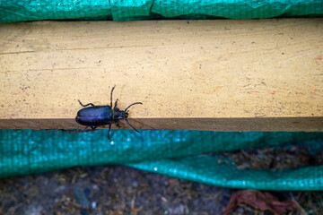 A large black beetle with a mustache is crawling.