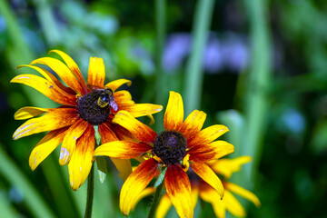 Bumblebee collects pollen from yellow flowers and clover in summer day.