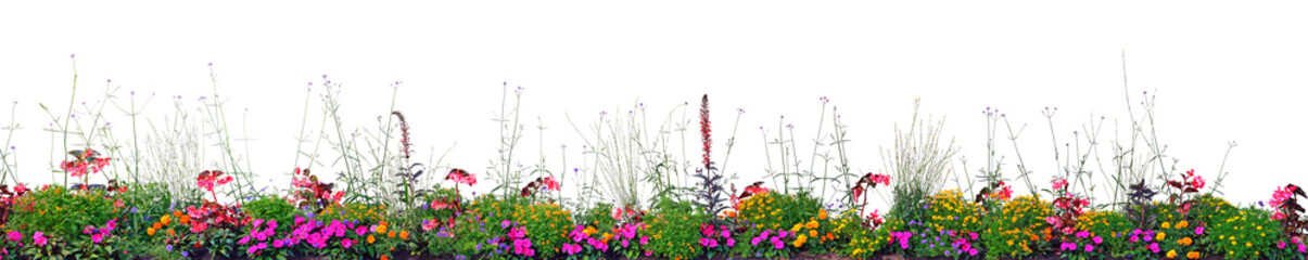Annual Flowers Flowerbed Panorama, Isolated Horizontal Panoramic Blooming Cardinal Flower Bed Closeup, Flowering Begonias, Balsams, Gauras, Marigolds, Verbenas, Wandflowers, Large Bright Detailed - obrazy, fototapety, plakaty