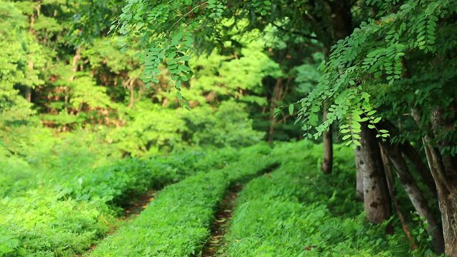 森の小径　夏の森林