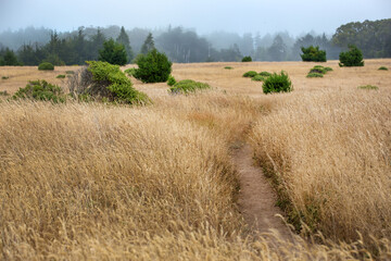 Fototapeta na wymiar Path in a field of dry weeds on the California coast, Mendocino, United States.