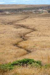 Path in a field of dry weeds on the California coast, Mendocino, United States.