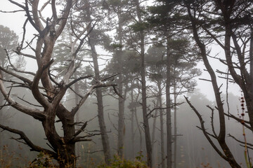 Mendocino forest along California coast, United States.