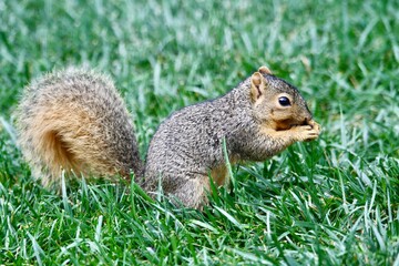 Fox Squirrel Eating a Nut