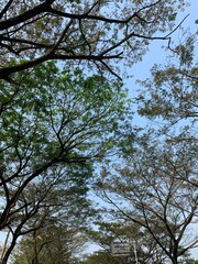 trees and sky