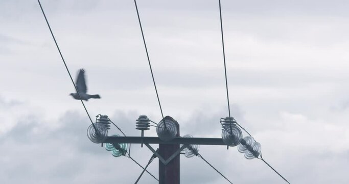 Pigeon bird flying from electricty pylon pole perch