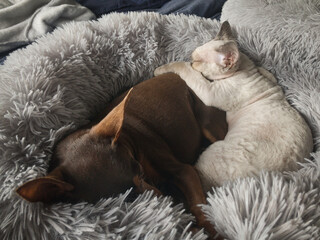 Devon Rex kitten cuddled up with small Min Pin dog