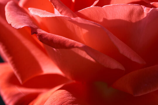 Close up of pink rose petals - Powered by Adobe