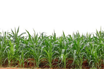 Green corn maize field growing on soil isolated on white background