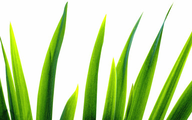 Fototapeta premium Vector Grass Border Background, isolated on white. Perfect for backgrounds