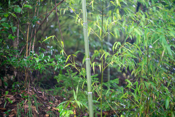 東京都八王子市の高尾山を登山している風景 Scenery of climbing Mt. Takao in Hachioji City, Tokyo.