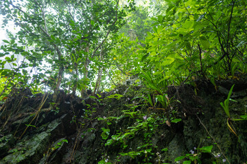 東京都八王子市の高尾山を登山している風景 Scenery of climbing Mt. Takao in Hachioji City, Tokyo.
