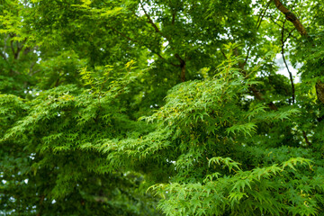 東京都八王子市の高尾山を登山している風景 Scenery of climbing Mt. Takao in Hachioji City, Tokyo.