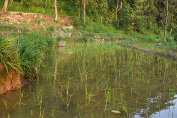 Rice or paddy step fields full with water in India