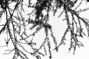 Himalayan cedar or deodar tree's branches and leaves photo in white isolated background