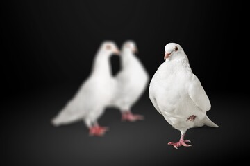 Dove.