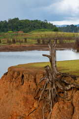 Dead forest because of climate change and drought. Global warming concept