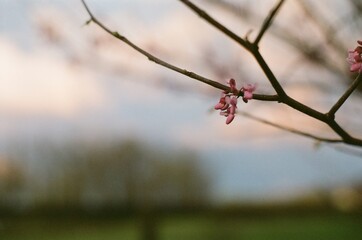 blossom in spring