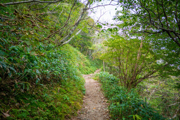 愛媛県西条市にある石槌山を紅葉の季節に登山する風景 A view of climbing Mount Ishizuchi in Saijo City, Ehime Prefecture, during the season of autumn leaves.