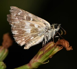 Pyrgus malvae butterfly.