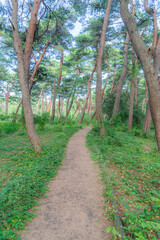 Obraz premium 気比の松原