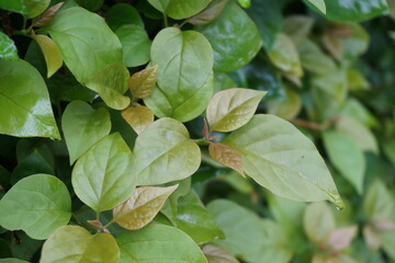 The exotic bougainvillea leaves in nature
