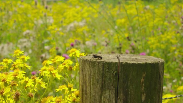 Horse-fly close-up at the wildflower field. Fly insect in close-up at the flower field.