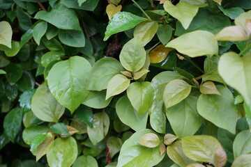The exotic bougainvillea leaves in nature